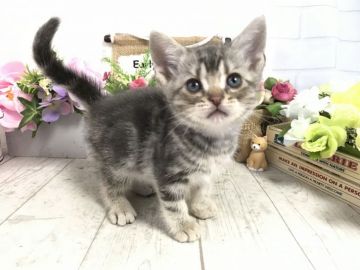 アメリカンショートヘア【埼玉県・男の子・2019年9月27日・ブルータビー】の写真「小さくて可愛い子★パパWチャンピオン🏆」