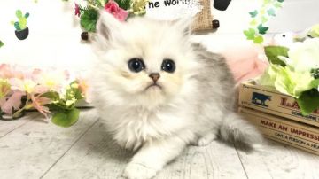 ペルシャ(チンチラ)【埼玉県・男の子・2020年3月7日・チンチラシルバー（ロングコート）】の写真「おっとり可愛い子両親遺伝子検査クリア父チャンピオン」