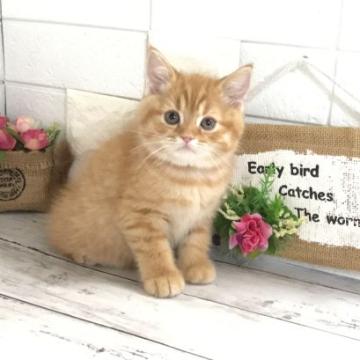 マンチカン【埼玉県・男の子・2022年8月10日・レッドタビー】の写真「お目ぱっちりまん丸お顔で可愛い長足くん」