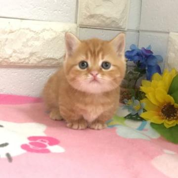 マンチカン【埼玉県・女の子・2022年8月10日・レッドタビー】の写真「お目ぱっちりまん丸お顔で可愛い短足ちゃん」