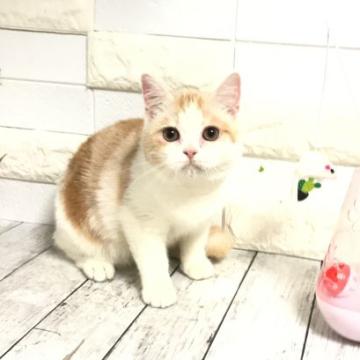 マンチカン【埼玉県・女の子・2022年3月15日・クリームタビー&ホワイト】の写真「とにかくまん丸お顔でとても可愛い長足ちゃん♡」