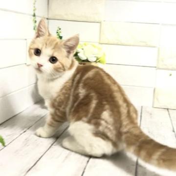 マンチカン【埼玉県・男の子・2022年7月28日・クリームタビーアンドホワイト】の写真「人懐こくなんでもさせるめっちゃ可愛い長足くん」