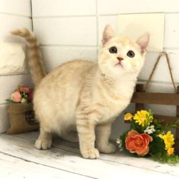 マンチカン(長足)【埼玉県・女の子・2022年8月22日・クリームタビー】の写真「人懐こくてとても可愛い長足ちゃん♡」