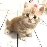 マンチカン(短足)【埼玉県・男の子・2022年6月19日・レッドタビー】の写真1「7/25撮影」