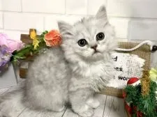 ミヌエット【埼玉県・男の子・2018年9月25日・チンチラシルバー】の写真1「11/19撮影」