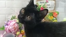 マンチカン(短足)【埼玉県・男の子・2018年4月27日・ブラックスモーク 短足】の写真1「10/6撮影 実物ほんと可愛いです❤️」