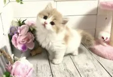 ミヌエット【埼玉県・女の子・2021年2月12日・ホワイト&クリームタビー】の写真1「3/20撮影　めちゃくちゃ可愛い❤️」