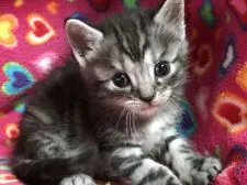 マンチカン【埼玉県・男の子・2017年5月6日・シルバータビー】の写真1