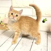 マンチカン(長足)【埼玉県・女の子・2023年10月4日・レッドタビー】の写真1「12/1撮影」