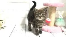アメリカンショートヘア【埼玉県・男の子・2022年3月23日・ブラウンタビー】の写真1「6/1撮影」