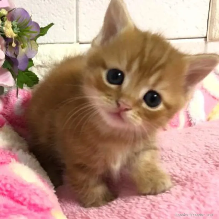 ID：2211-01707の子猫