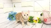 マンチカン(長足)【埼玉県・女の子・2023年8月16日・クリームタビー】の写真2