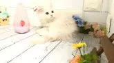 マンチカン(長足)【埼玉県・男の子・2023年4月21日・カメオクリームタビー】の写真2