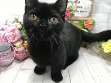 マンチカン(短足)【埼玉県・男の子・2018年4月27日・ブラックスモーク 短足】の写真2