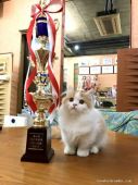 マンチカン【・男の子・2019年7月24日・レッドタビー&ホワイト】