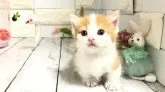 マンチカン(短足)【埼玉県・男の子・2023年5月9日・レッドタビー&ホワイト】の写真2