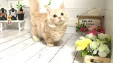 マンチカン【・男の子・2020年6月20日・クリームタビー】