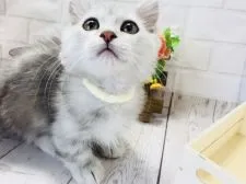 ミヌエット【埼玉県・男の子・2018年3月7日・シェーデットシルバー】の写真2