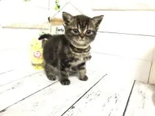 アメリカンショートヘア【埼玉県・男の子・2022年3月23日・ブラウンタビー】の写真2