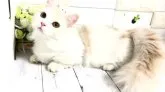 ミヌエット(短足)【埼玉県・男の子・2023年3月31日・シェルクリーム&ホワイト】の写真2