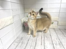 ブリティッシュショートヘア【・女の子・2025年2月26日・ゴールデン】