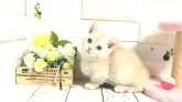 マンチカン(短足)【埼玉県・男の子・2024年1月23日・クリーム】の写真2「お顔も優しい目をしてます。」