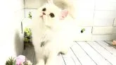 マンチカン(長足)【埼玉県・男の子・2023年4月21日・カメオクリームタビー】の写真2