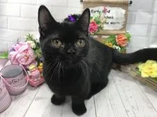 マンチカン(短足)【埼玉県・男の子・2018年4月27日・ブラックスモーク 短足】の写真3