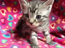 マンチカン【埼玉県・男の子・2017年2月20日・ブラウンタビー】の写真3