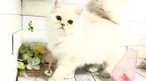 マンチカン(長足)【埼玉県・男の子・2023年4月21日・カメオクリームタビー】の写真3