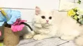 マンチカン(長足)【埼玉県・男の子・2023年4月21日・カメオクリームタビー】の写真3
