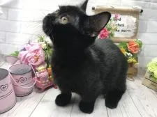 マンチカン(短足)【埼玉県・男の子・2018年4月27日・ブラックスモーク 短足】の写真4