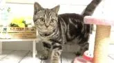 アメリカンショートヘア【埼玉県・女の子・2022年8月21日・ブラウンタビー】の写真4