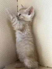 マンチカン【埼玉県・女の子・2016年10月22日・レッドタビー(薄い)】の写真4