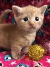 マンチカン【埼玉県・男の子・2016年10月22日・レッドタビー(クリームより少し濃い)】の写真4