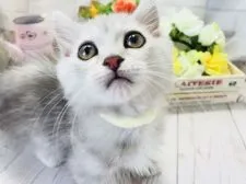 ミヌエット【埼玉県・男の子・2018年3月7日・シェーデットシルバー】の写真4