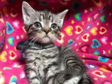 マンチカン【埼玉県・男の子・2017年2月20日・ブラウンタビー】の写真4