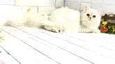 マンチカン(長足)【埼玉県・男の子・2023年4月21日・カメオクリームタビー】の写真4