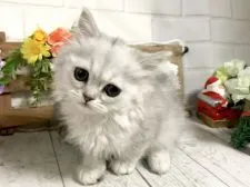 ミヌエット【埼玉県・男の子・2018年9月25日・チンチラシルバー】の写真4