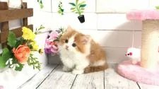 マンチカン(短足)【埼玉県・男の子・2020年10月10日・レッドタビー&ホワイト】の写真4