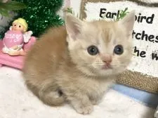 マンチカン(短足)【埼玉県・女の子・2018年11月27日・クリームタビー】の写真4