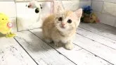 マンチカン(短足)【埼玉県・女の子・2023年4月16日・クリームタビー】の写真5