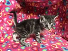 マンチカン【埼玉県・男の子・2017年5月6日・シルバータビー】の写真5