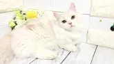 ミヌエット(短足)【埼玉県・男の子・2023年3月31日・シェルクリーム&ホワイト】の写真5