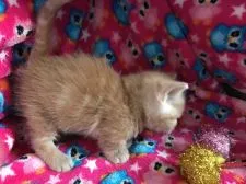 マンチカン【埼玉県・男の子・2016年10月22日・レッドタビー(クリームより少し濃い)】の写真5