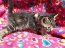 マンチカン【埼玉県・女の子・2017年2月20日・ブラウンパッチドタビー】の写真5