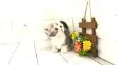 マンチカン(短足)【埼玉県・女の子・2022年10月17日・ダイリュートキャリコ】の写真5