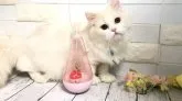 マンチカン(長足)【埼玉県・男の子・2023年4月21日・ホワイトクリーム】の写真5