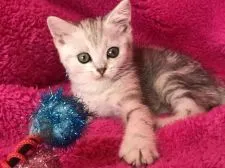 ミヌエット【埼玉県・男の子・2017年10月18日・シェーデットシルバー】の写真5