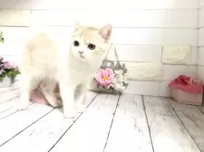 マンチカン(長足)【埼玉県・男の子・2024年9月21日・クリームタビーアンドホワイト】の写真6